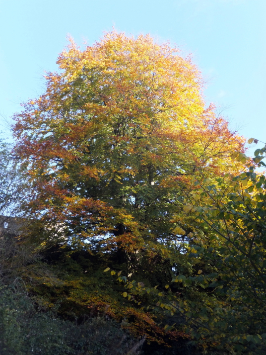 Tree in autumn, Aberdour Castle, a scenic old stronghold castle with gardens and orchard of the Douglas Earls of Morton, in the pretty village of Aberdour in Fife.